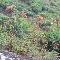 Begonia ulmifolia Willd.